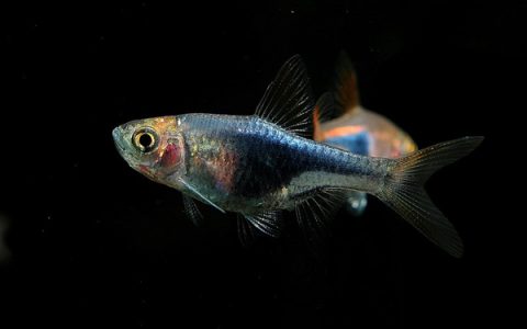 紫艳三角灯 （Trigonostigma heteromorpha）灯鱼饲养资料，图片