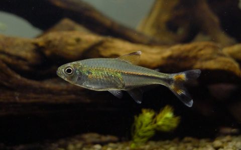 秘鲁黑尾火焰灯 （Hemigrammus bayleyi）灯鱼饲养资料，图片