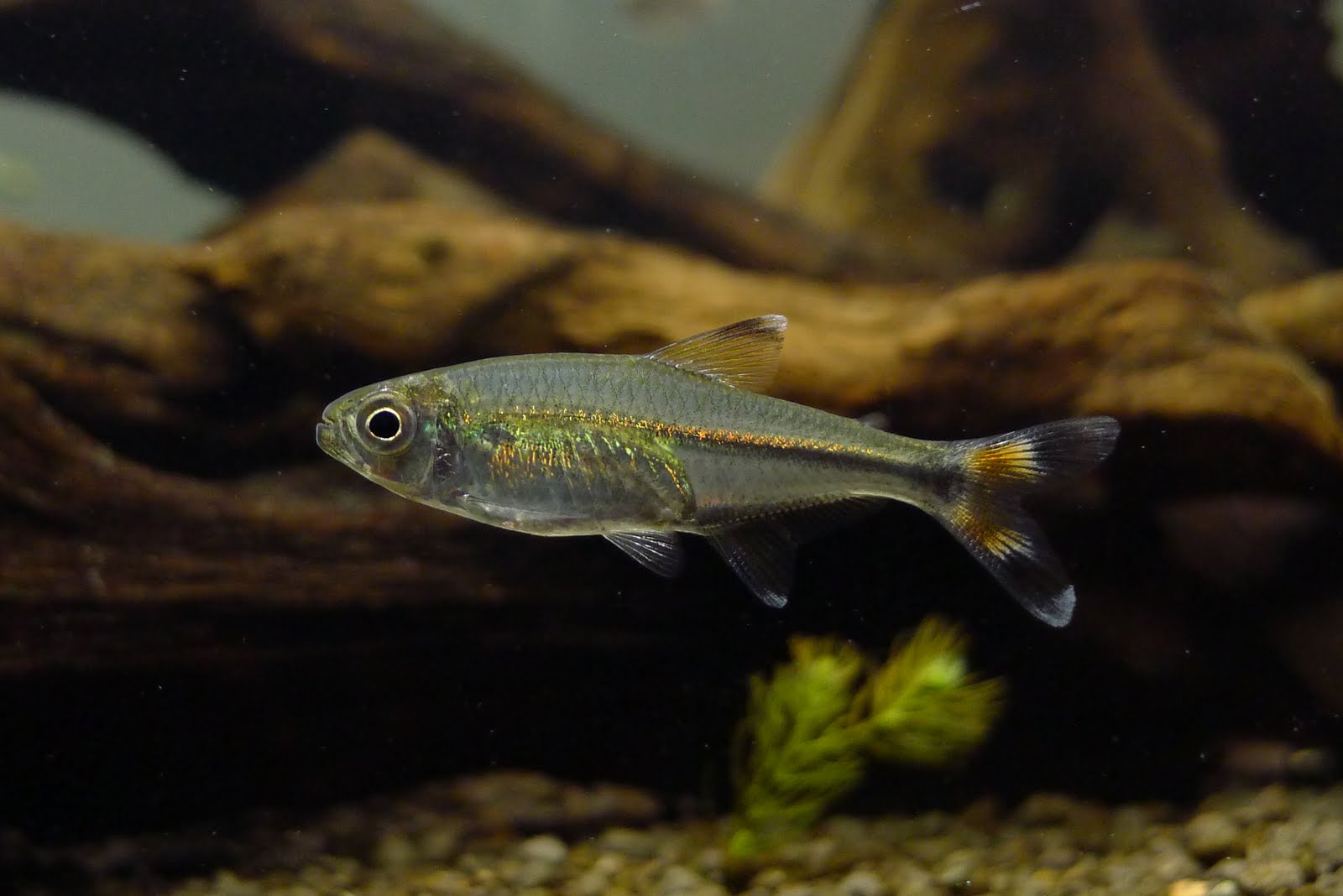 秘鲁黑尾火焰灯 （Hemigrammus bayleyi）灯鱼饲养资料，图片