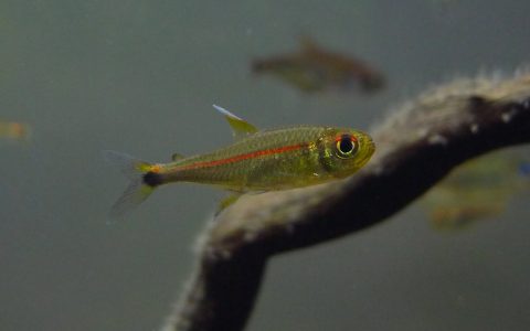 红袖灯 （Hyphessobrycon sp. “super red line”）灯鱼饲养资料，图片
