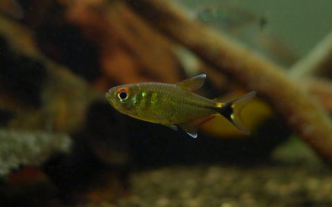 海王灯 （Hemigrammus neptunus）灯鱼饲养资料，图片