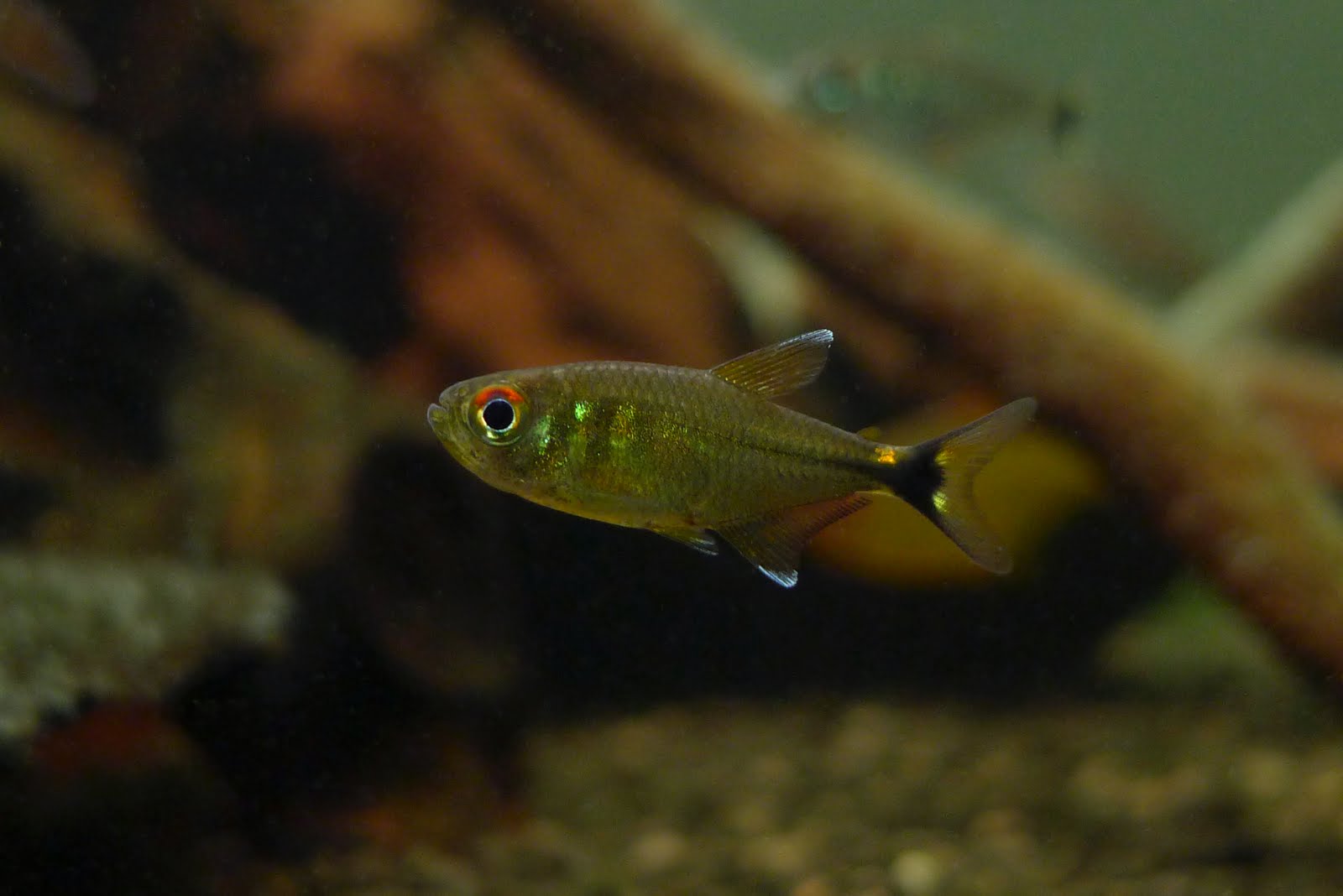 海王灯 （Hemigrammus neptunus）灯鱼饲养资料，图片