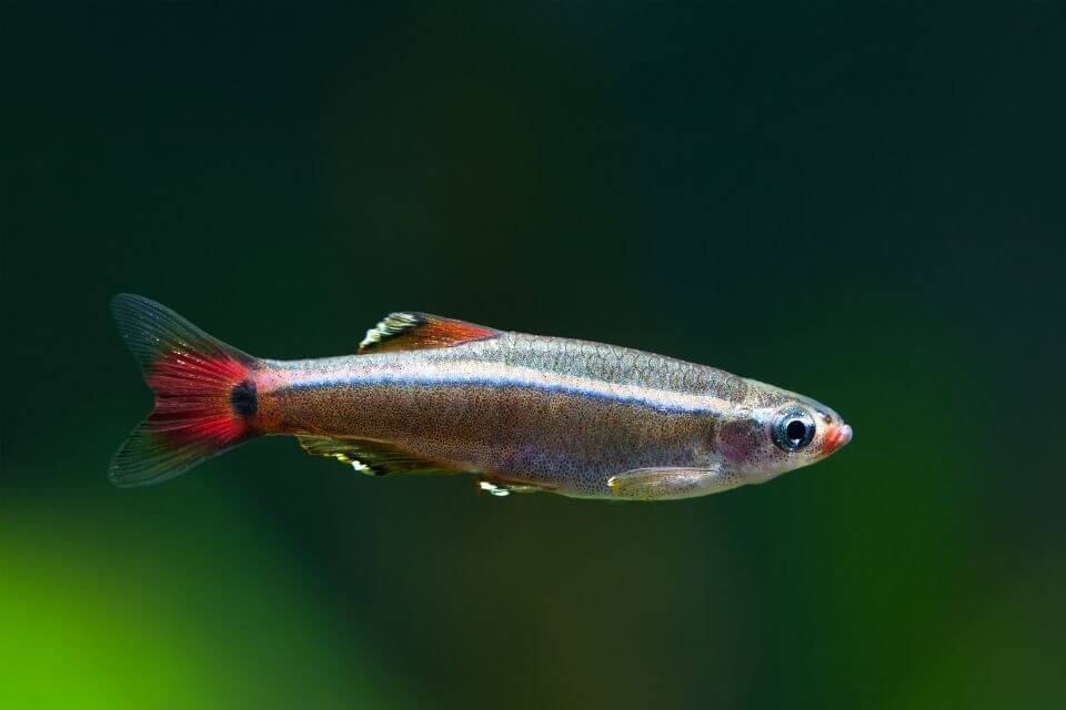 白云金丝鱼Tanichthys albonubes饲养资料、图片