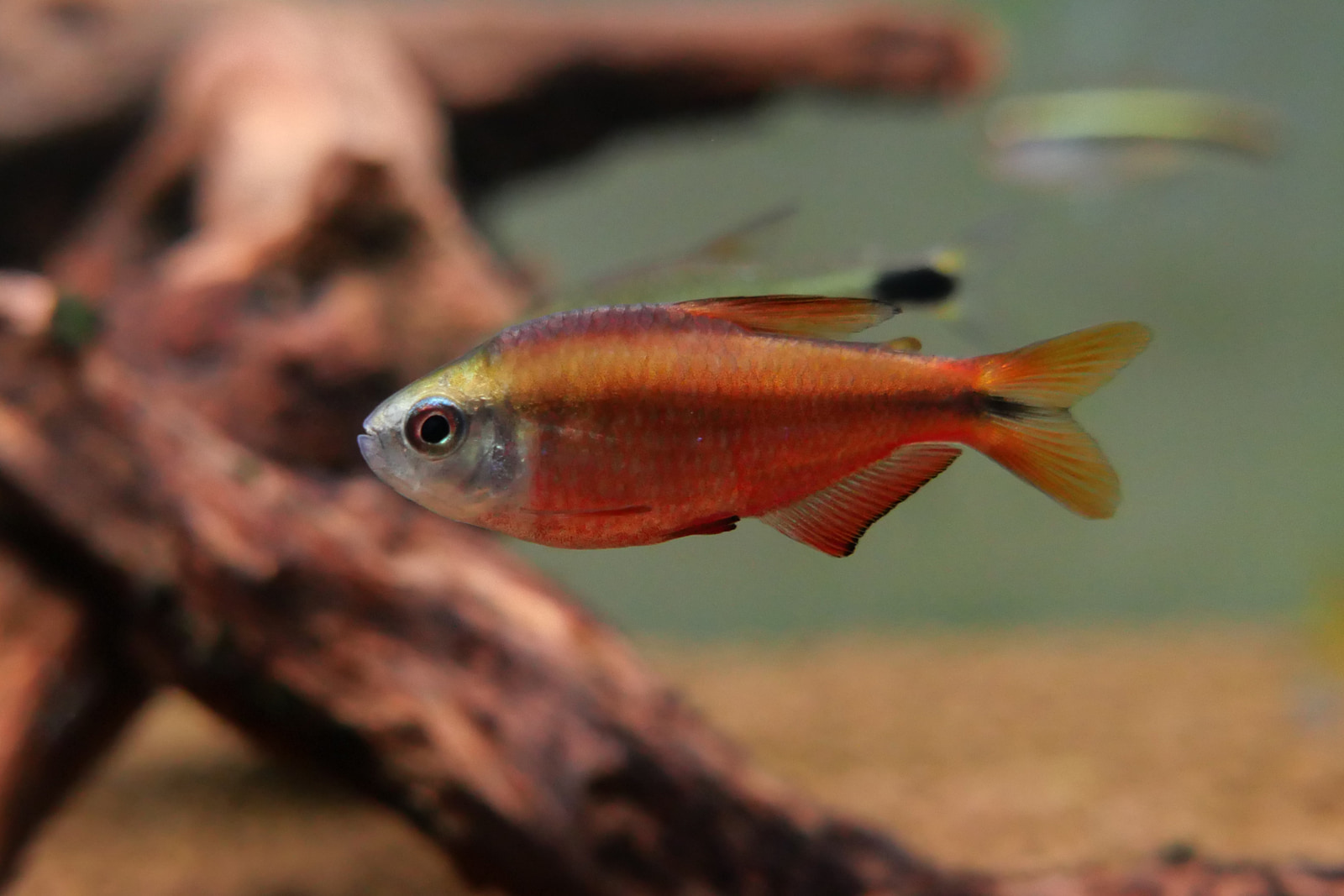 超级红魔鬼灯 （Hyphessobrycon notidanos ‘Red’ ）灯鱼饲养资料，图片