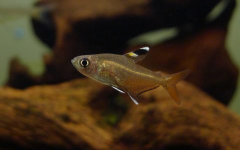 三色赤玉旗 （Hyphessobrycon cf. copelandi）灯鱼饲养资料，图片