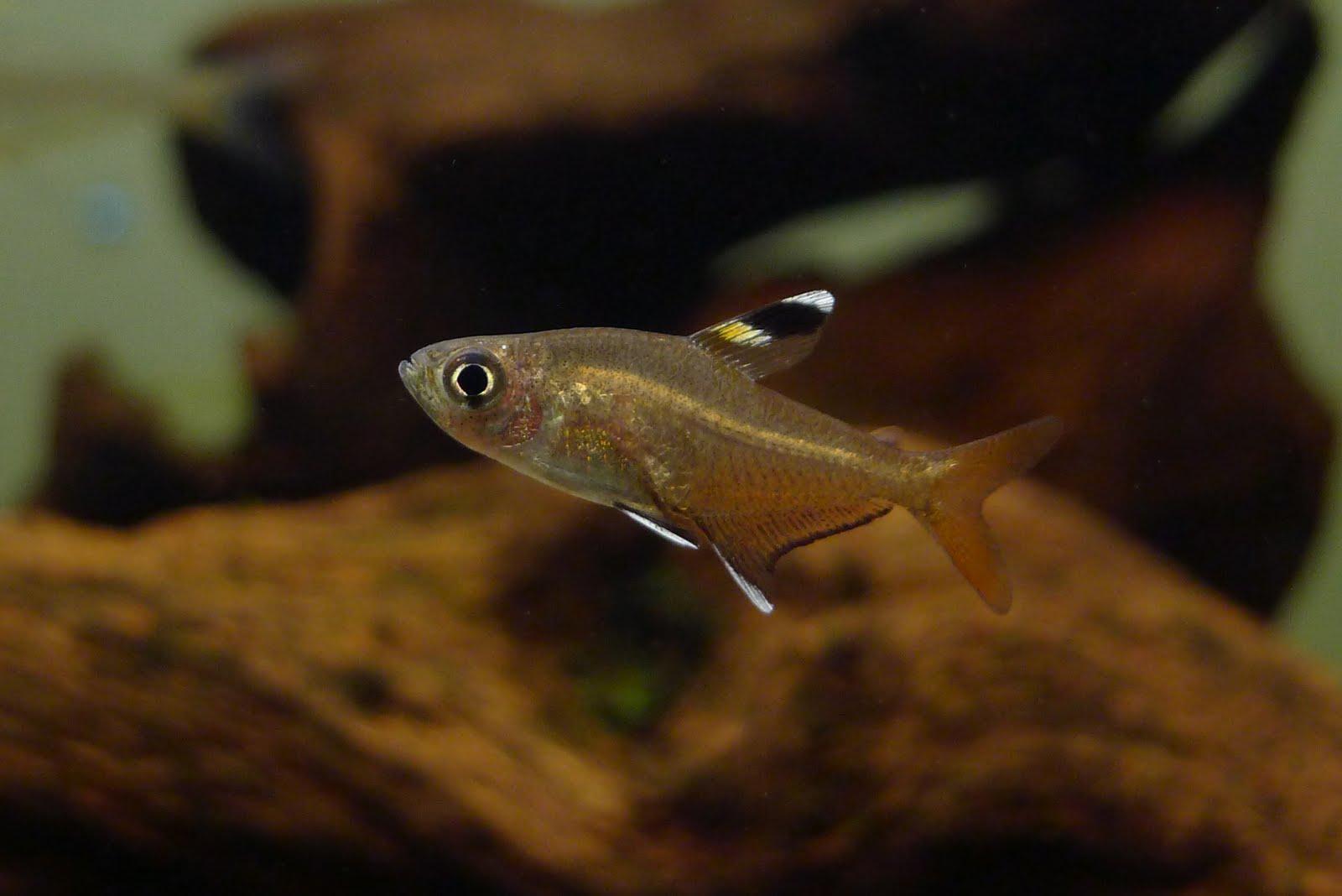 三色赤玉旗 （Hyphessobrycon cf. copelandi）灯鱼饲养资料，图片