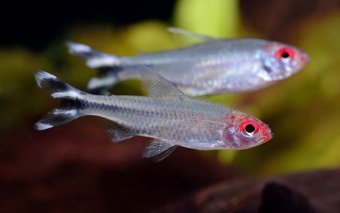 红眼剪刀 （Petitella georgiae）灯鱼饲养资料，图片