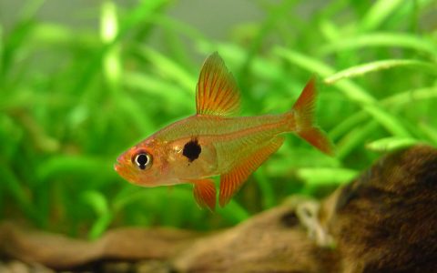 红衣梦幻旗 (Hyphessobrycon sweglesi “rubra”)灯鱼饲养资料，图片