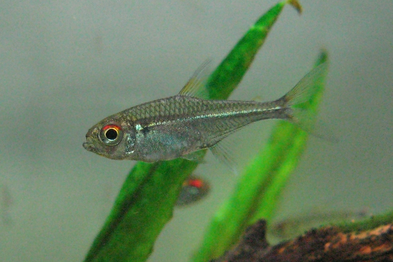 赤目金线灯家族 (Species of red eye golden lateral line tetra)饲养资料，图片