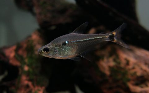 金刚灯 （Phenacogaster sp.）灯鱼饲养资料，图片