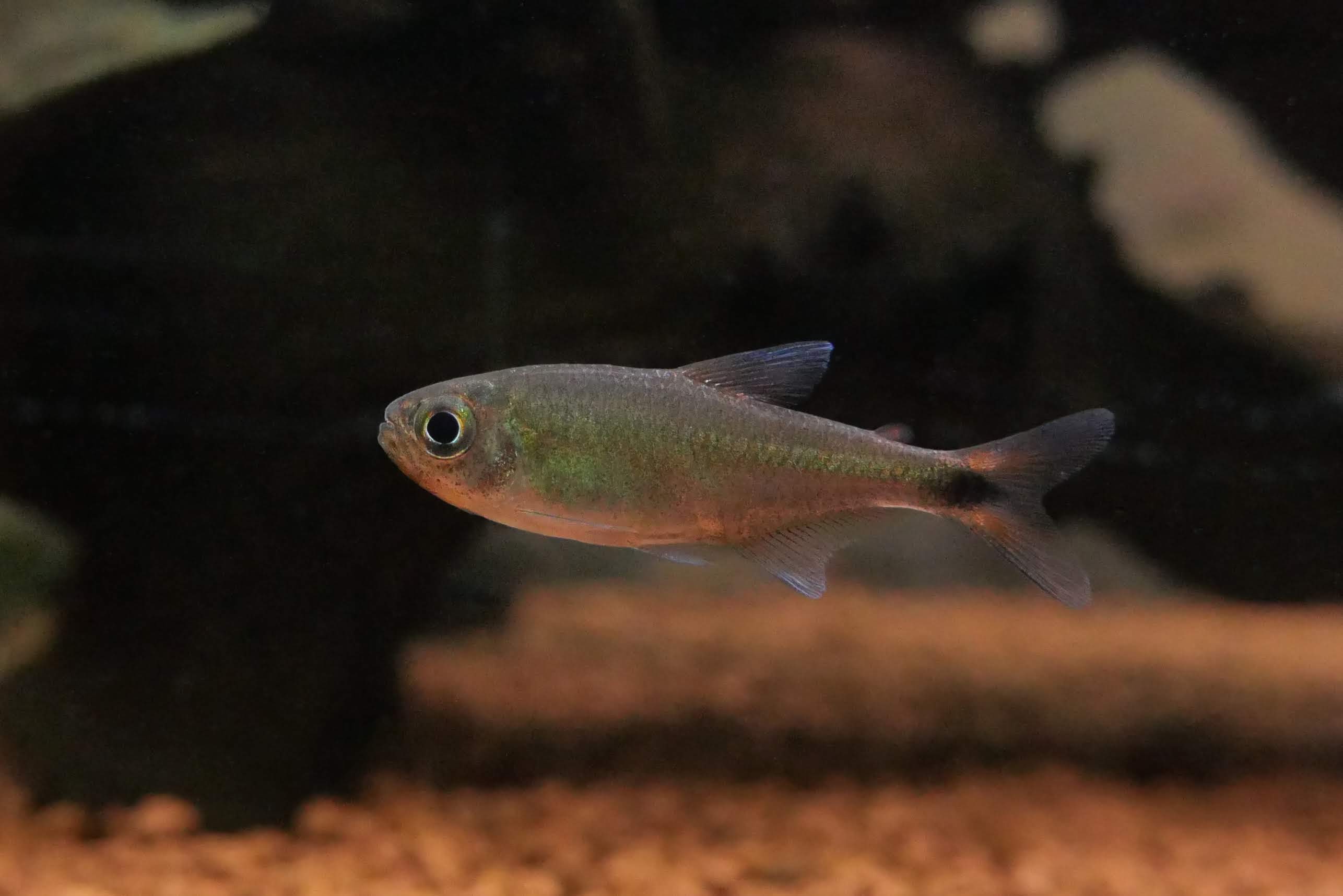 赤霞灯 （Moenkhausia sp.）灯鱼饲养资料，图片