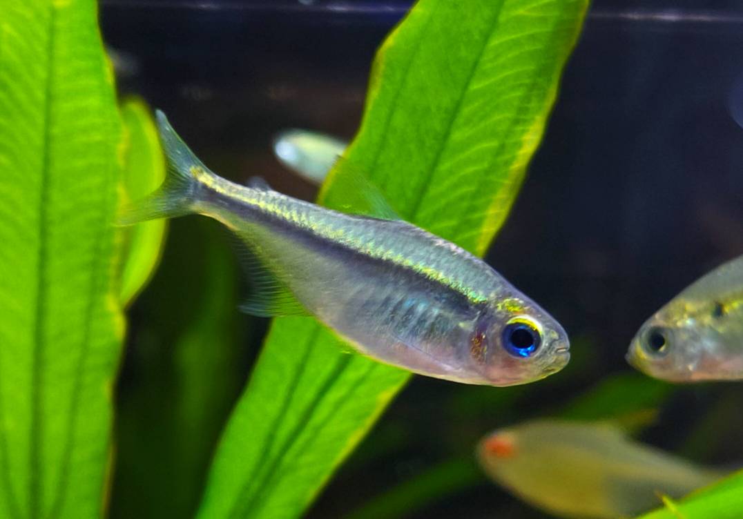 蓝眼翠绿魔鬼灯 （Hyphessobrycon psittacus）灯鱼饲养资料，图片