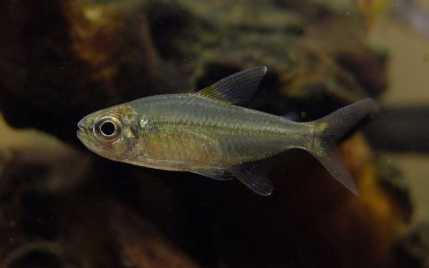 奥亚波基产白玉翠绿灯 (Hemigrammus sp. from “Rio Oiapoque”)灯鱼饲养资料，图片
