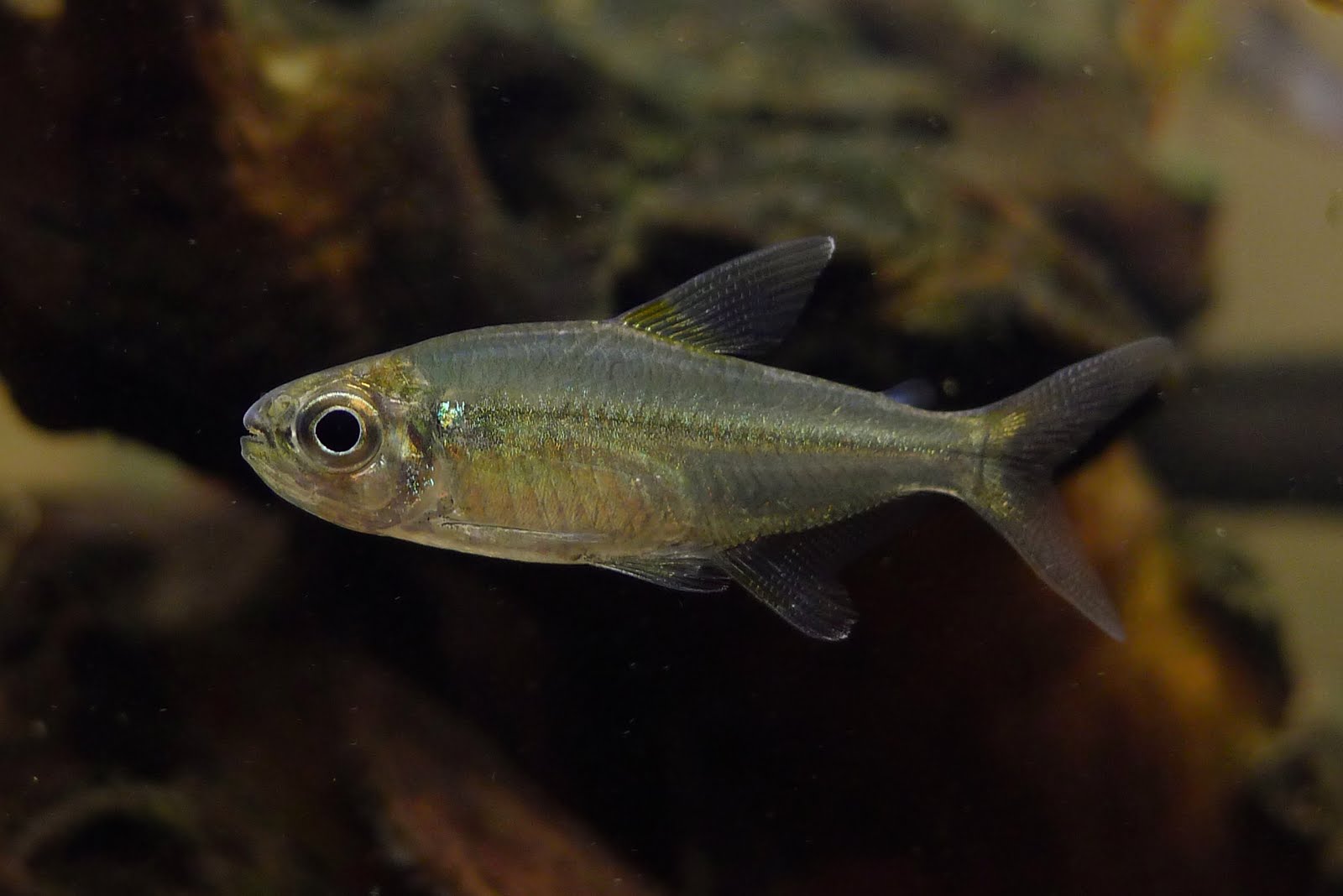 奥亚波基产白玉翠绿灯 (Hemigrammus sp. from “Rio Oiapoque”)灯鱼饲养资料，图片