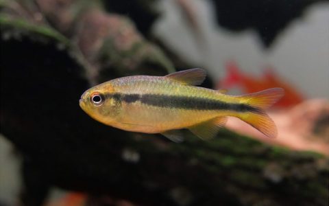 黄彩蓝缎带灯 （Hyphessobrycon cf. melanostichos “yellow”）灯鱼饲养资料，图片