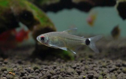 红眼飞凤灯 （Odontostilbe sp.）灯鱼饲养资料，图片