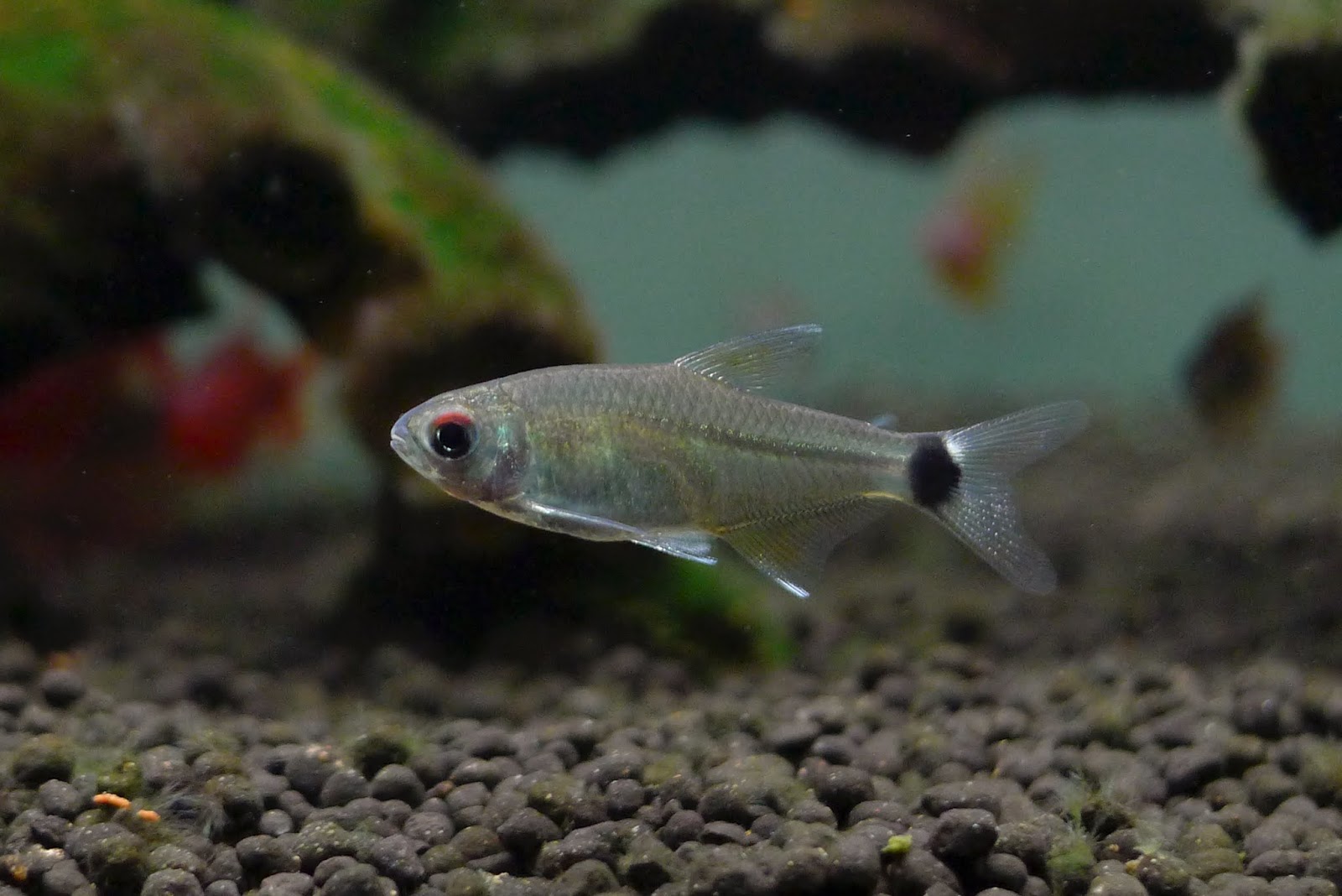 红眼飞凤灯 （Odontostilbe sp.）灯鱼饲养资料，图片