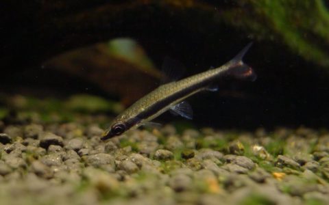 一线铅笔灯 （Nannostomus unifasciatus “Rio orinoco”）灯鱼饲养资料，图片