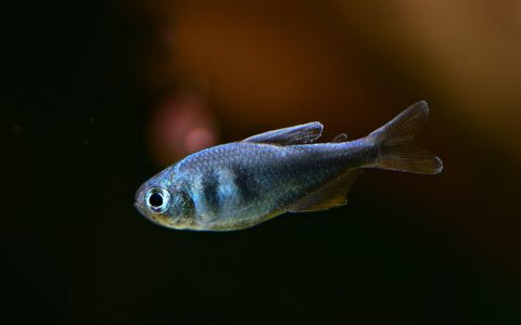 钴蓝梦幻旗 （Hyphessobrycon weitzmanorum）灯鱼饲养资料，图片