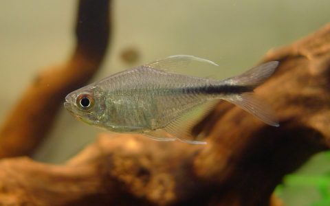 红尾银勾 (Hemigrammus filamentosus)灯鱼饲养资料，图片