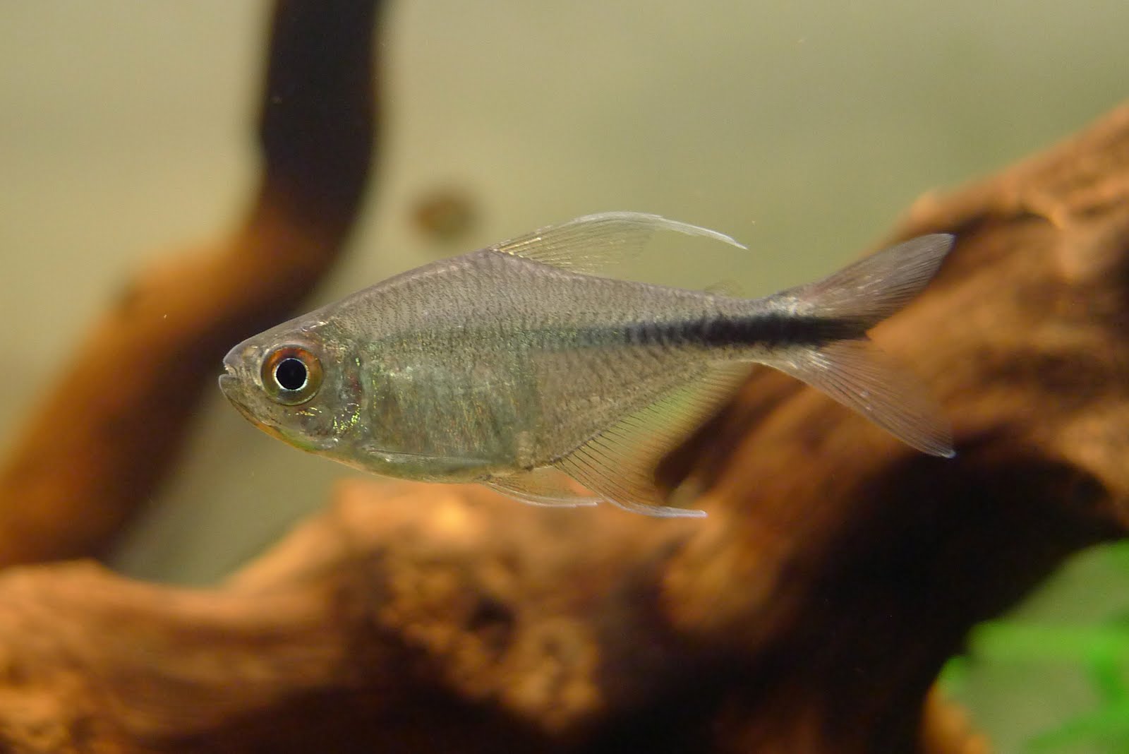 红尾银勾 (Hemigrammus filamentosus)灯鱼饲养资料，图片
