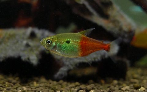 半红型一点红 （Hemigrammus sp. aff. stictus）灯鱼饲养资料，图片