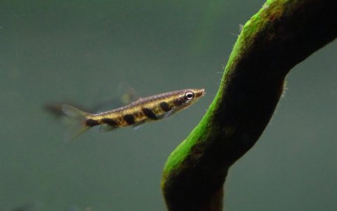 五点铅笔灯 （Nannostomus espei）灯鱼饲养资料，图片