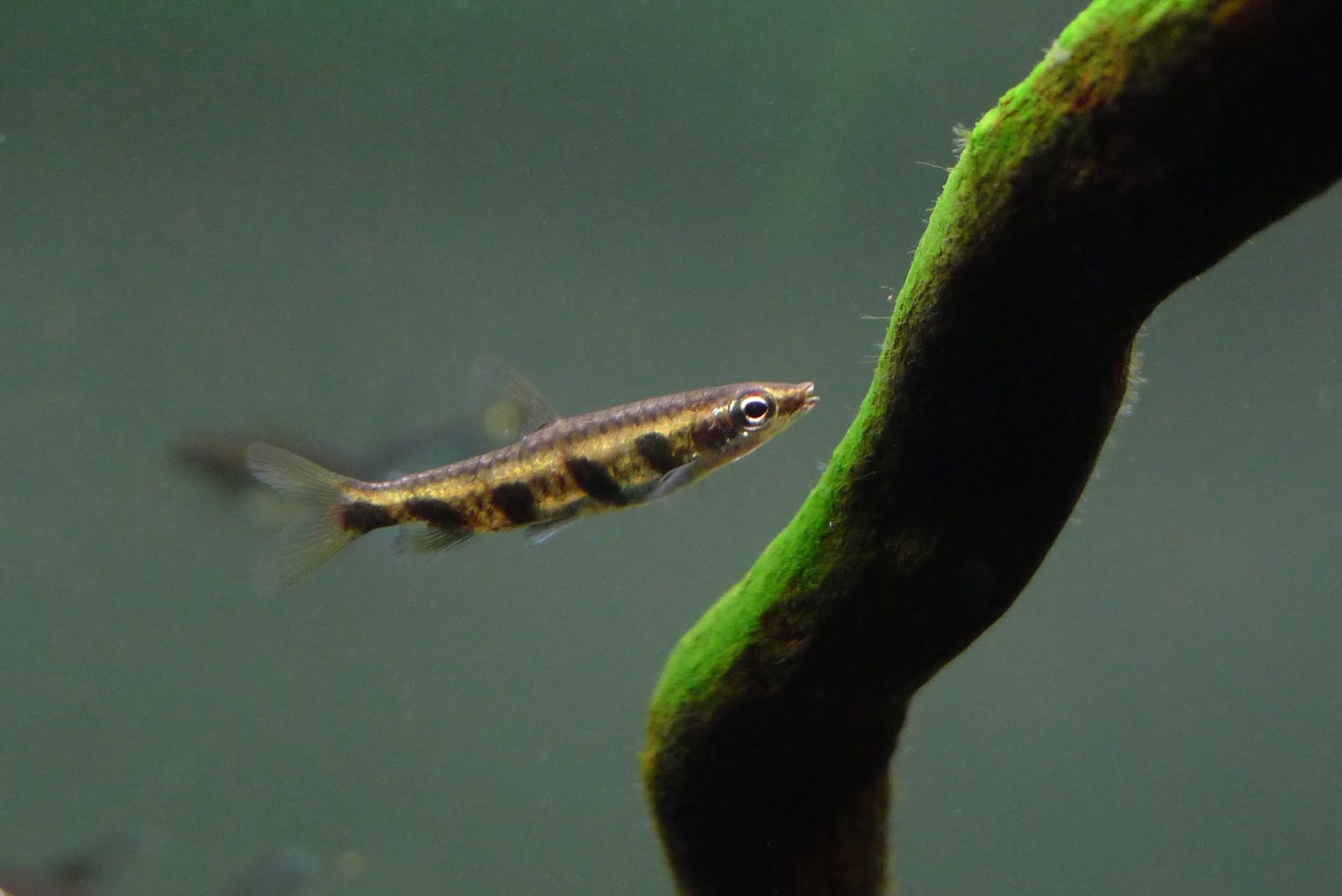 五点铅笔灯 （Nannostomus espei）灯鱼饲养资料，图片