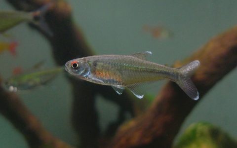 马努橙腹霓虹 （Knodus sp. “orange belly”）灯鱼饲养资料，图片