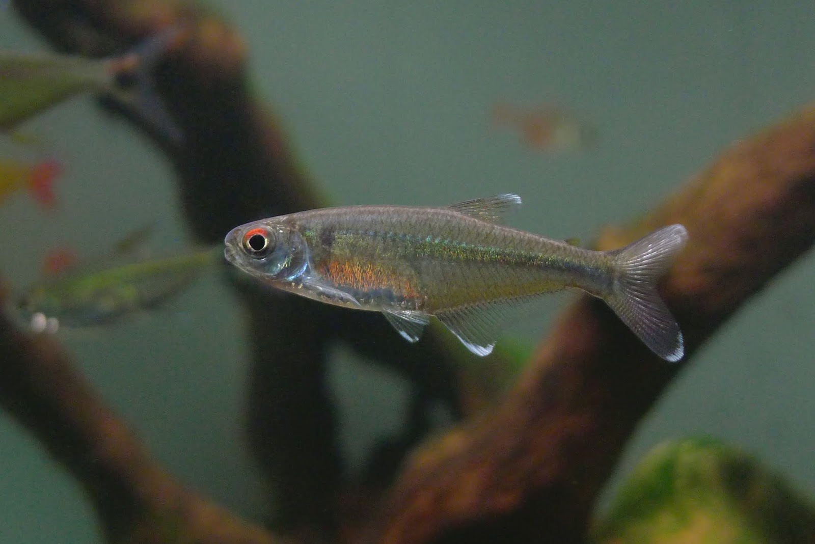 马努橙腹霓虹 （Knodus sp. “orange belly”）灯鱼饲养资料，图片