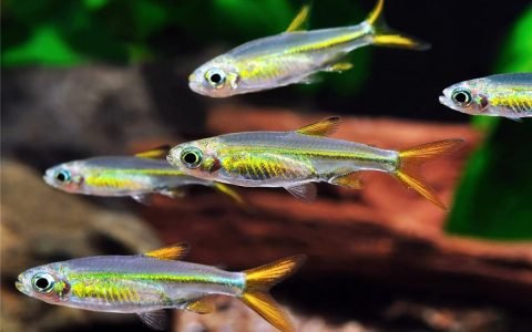 毕加索灯鱼Ladigesia roloffi饲养资料、图片