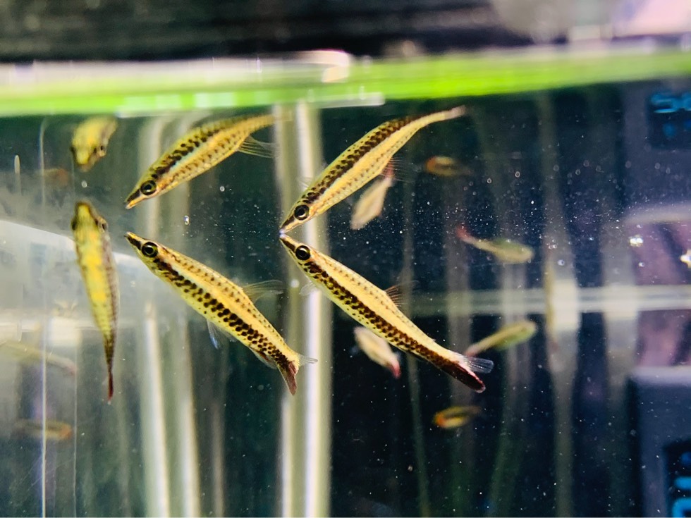 骑士铅笔灯 (Nannostomus eques “Rio Orinoco”)灯鱼饲养资料，图片
