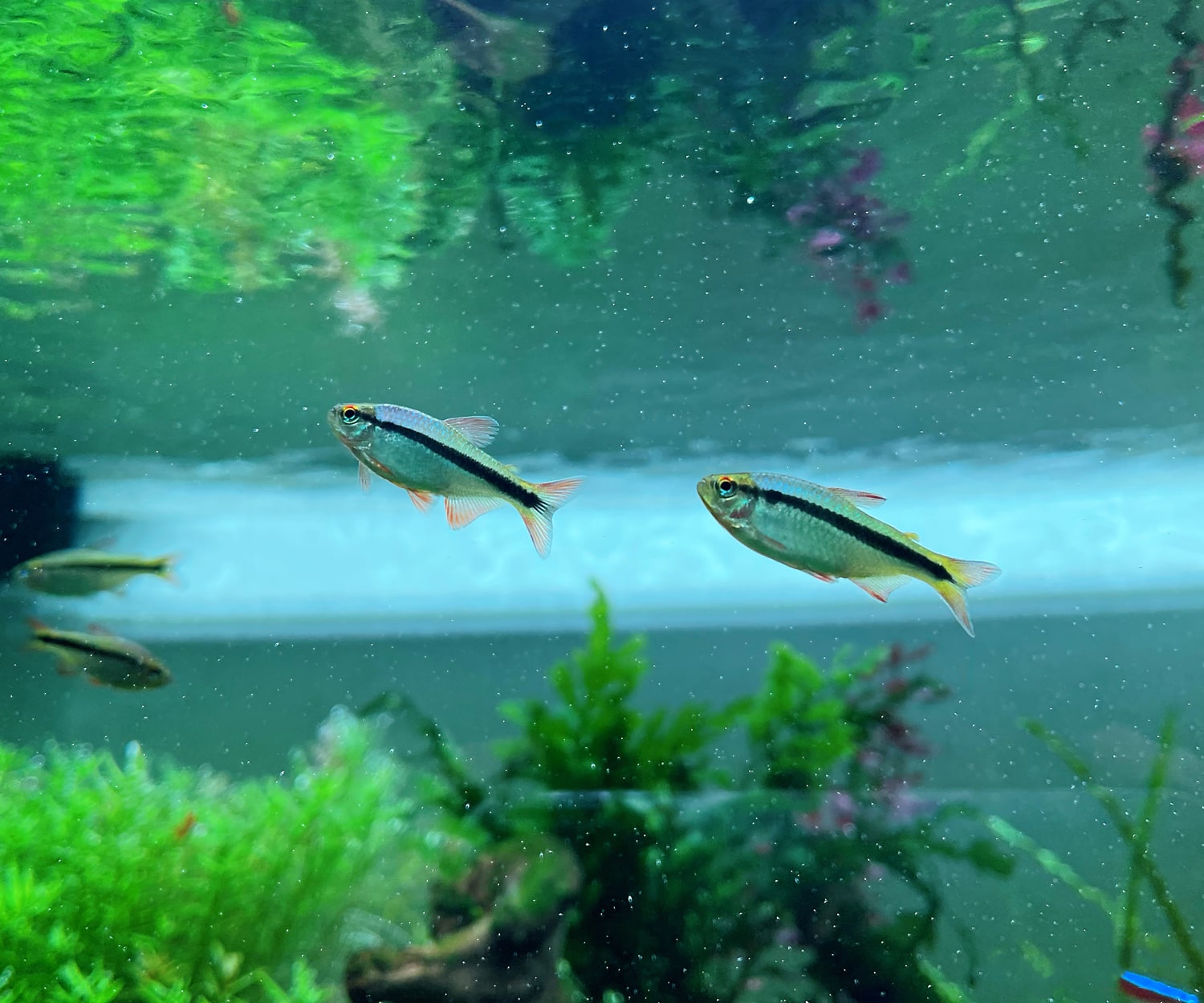 皇室青魔鬼灯 （Hyphessobrycon sp. “Imperial lapis tetra”）灯鱼饲养资料，图片