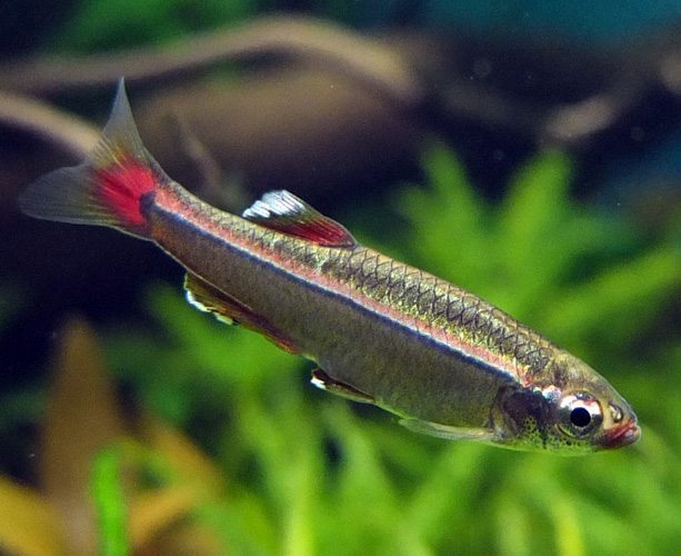 白云金丝鱼Tanichthys albonubes饲养资料、图片