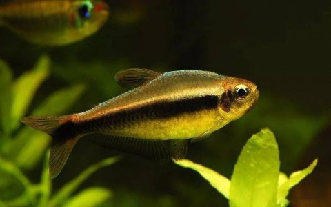 金带裴洛灯 （Moenkhausia phaeonota）灯鱼饲养资料，图片