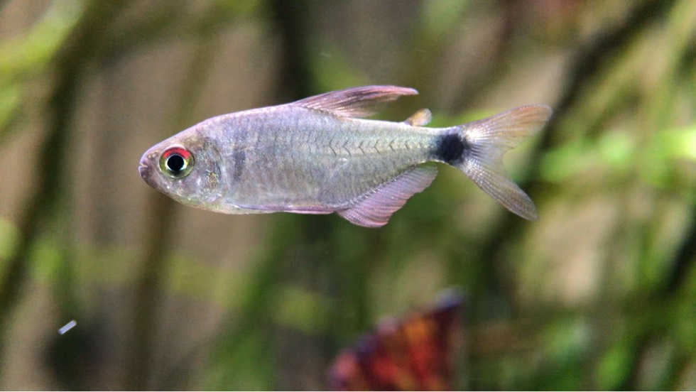 紫衣凯蒂灯 （Hyphessobrycon sp.）灯鱼饲养资料，图片