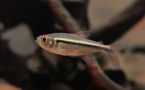 罗斯福金带灯 （Hyphessobrycon petricolus）灯鱼饲养资料，图片
