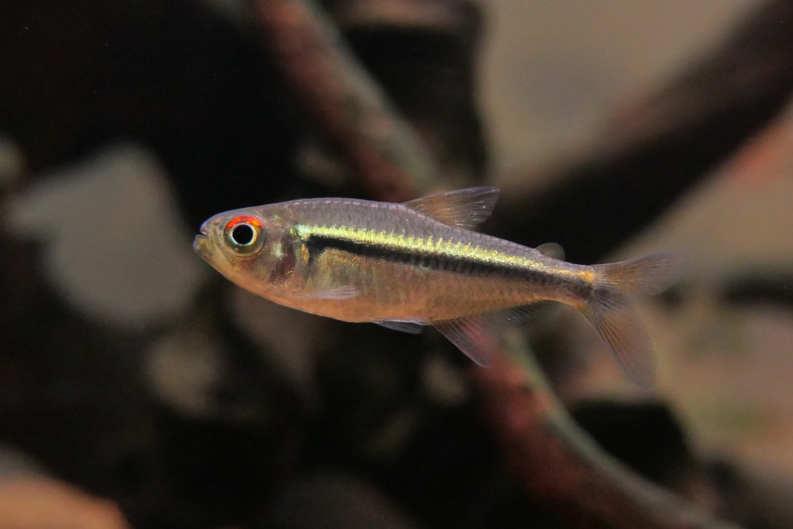 罗斯福金带灯 （Hyphessobrycon petricolus）灯鱼饲养资料，图片