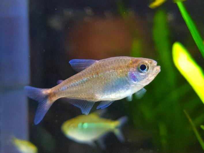 赤霞灯 （Moenkhausia sp.）灯鱼饲养资料，图片