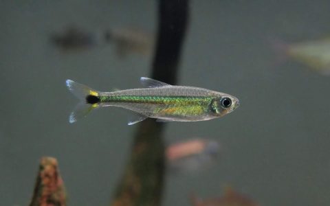 库鲁阿细线蓝琉璃灯 （Characidae sp. “green line black tail spot” from Rio Curua）灯鱼饲养资料，图片