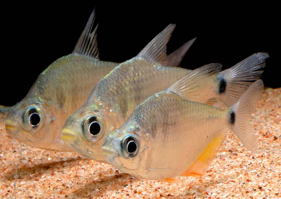 大眼红鳍银板灯 （Tetragonopterus argenteus）灯鱼饲养资料，图片