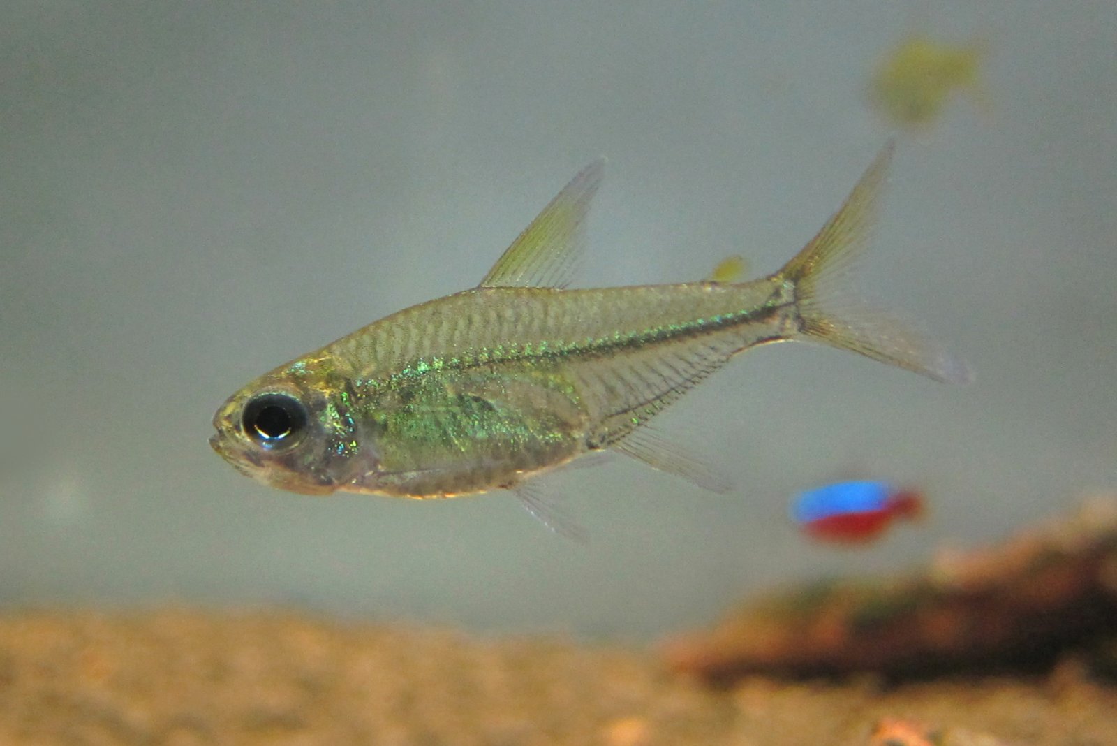 天才翠绿灯 （Hemigrammus sp.）灯鱼饲养资料，图片