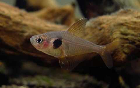 玻璃梦幻旗 （Hyphessobrycon sweglesi var.）灯鱼饲养资料，图片