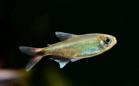 赤霞灯 （Moenkhausia sp.）灯鱼饲养资料，图片