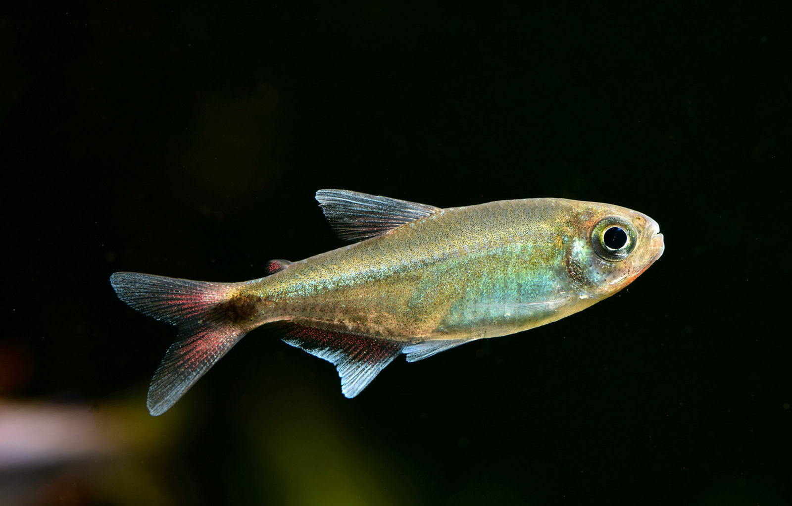 赤霞灯 （Moenkhausia sp.）灯鱼饲养资料，图片