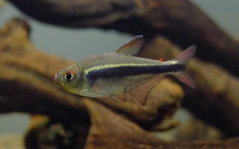 帝王黑灯 (Hyphessobrycon nigricinctus)灯鱼饲养资料，图片