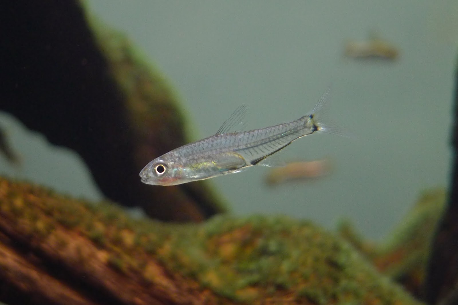 迷你水晶灯 （Microschemobrycon sp. from Orinoco）灯鱼饲养资料，图片