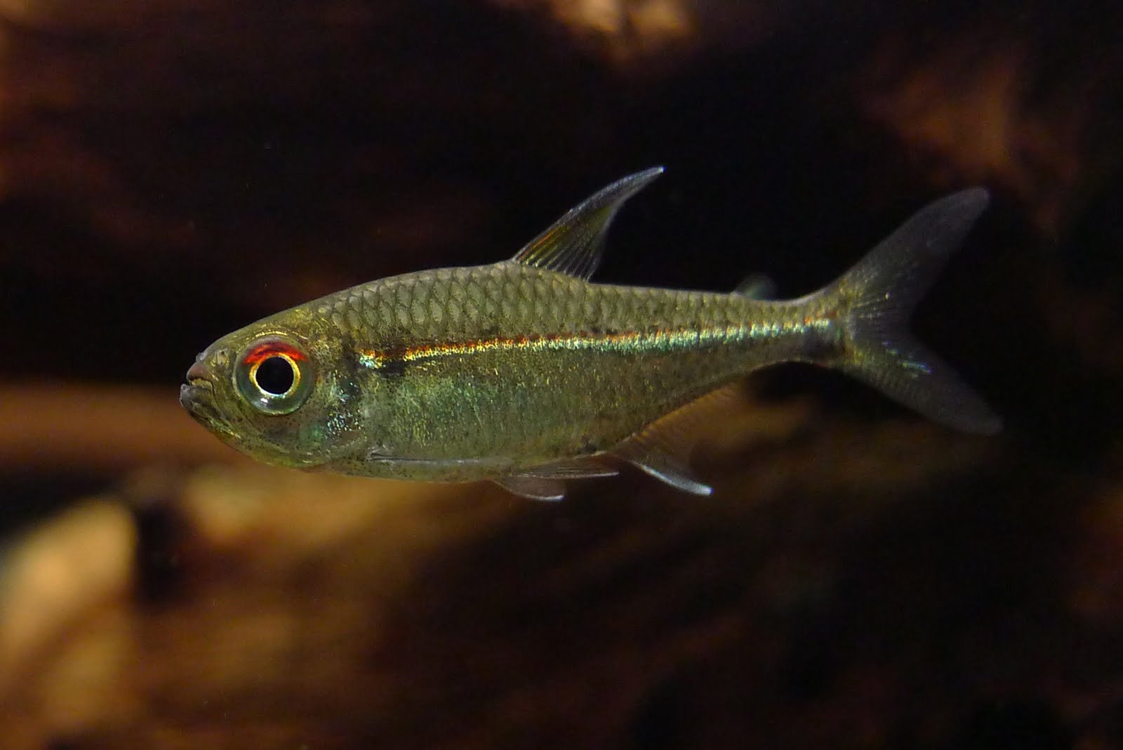 赤目金线灯家族 (Species of red eye golden lateral line tetra)饲养资料，图片