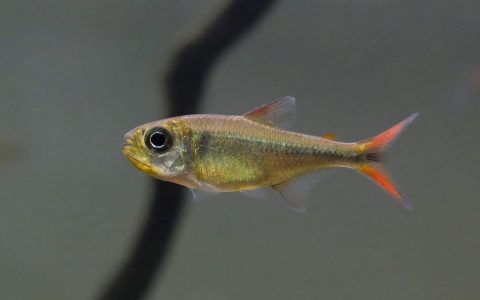 赛图巴可卡灯 （Moenkhausia sp.）灯鱼饲养资料，图片