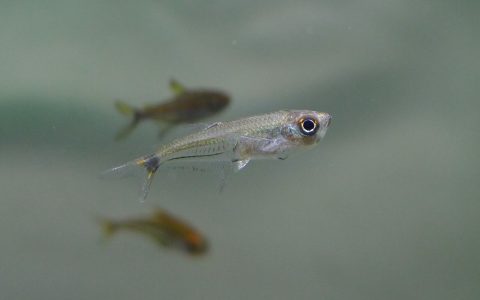 神风灯 （Aphyocharax steindachneri）灯鱼饲养资料，图片